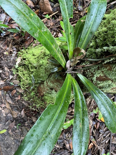 Philodendron linnaei  iNaturalist
