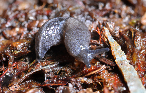 Sheathed Slug