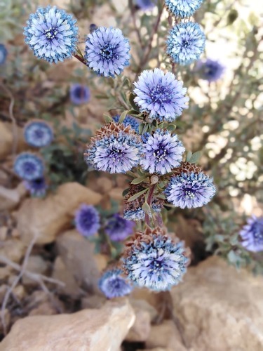 Globularia arabica