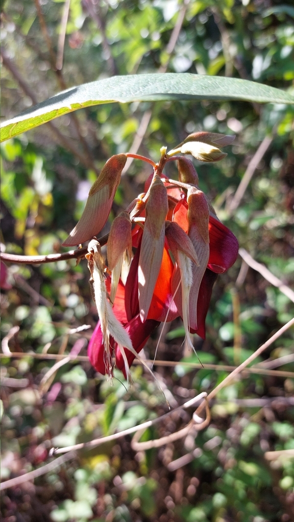 Dusky Coral Pea From Woodford Qld Australia On July At Pm By Natasha