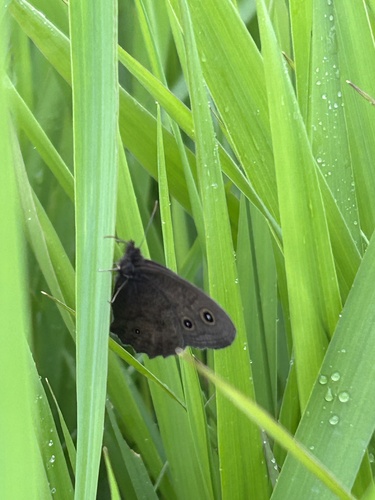Common Wood-Nymph