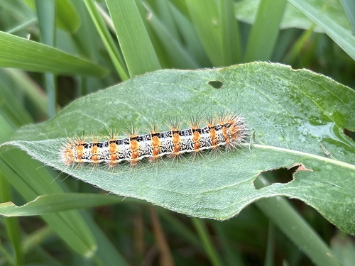 Marsh Dagger