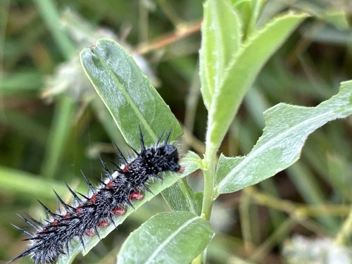 Mourning Cloak