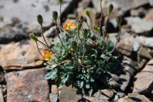 alpine poppy (Papaver pygmaeum)