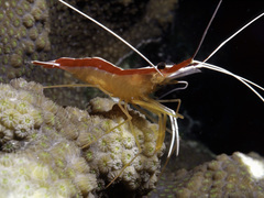 Cleaner Shrimp