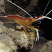 Redbacked Cleaner Shrimp - Photo (c) jim-anderson, all rights reserved, uploaded by jim-anderson