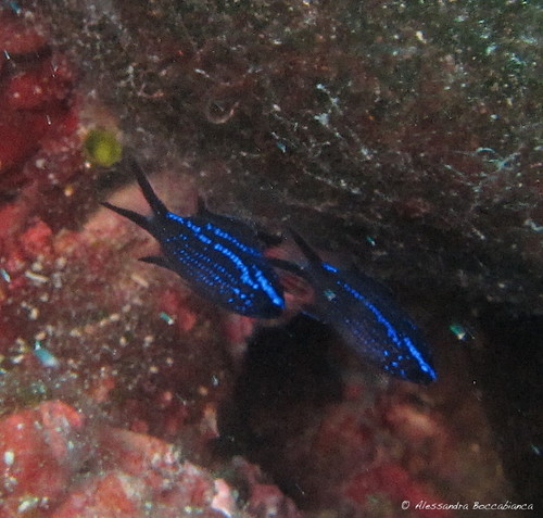 Mediterranean Damselfish