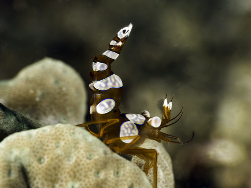 Thor amboinensis (De Man, 1888)