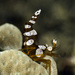 Squat Anemone Shrimp - Photo (c) jim-anderson, all rights reserved, uploaded by jim-anderson