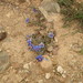 Lysimachia monelli linifolia - Photo (c) Abdenour Kheloufi, kaikki oikeudet pidätetään, lähettänyt Abdenour Kheloufi
