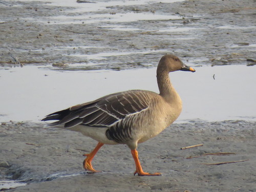 Taiga Bean Goose