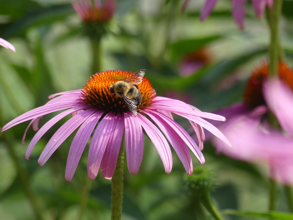 Brown-belted Bumble Bee from Oregon, OH, USA on July 25, 2023 at 03:35 ...