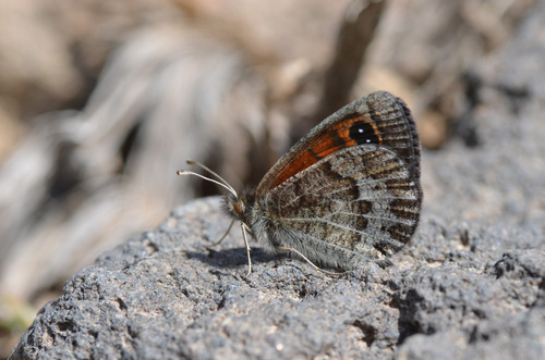 Erebia iranica