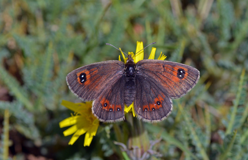 Erebia iranica