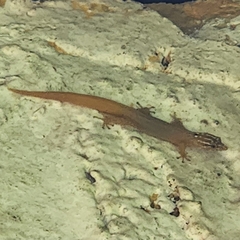 Sphaerodactylus lineolatus image