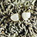 Hamopontonia fungicola - Photo (c) jim-anderson, όλα τα δικαιώματα διατηρούνται, uploaded by jim-anderson