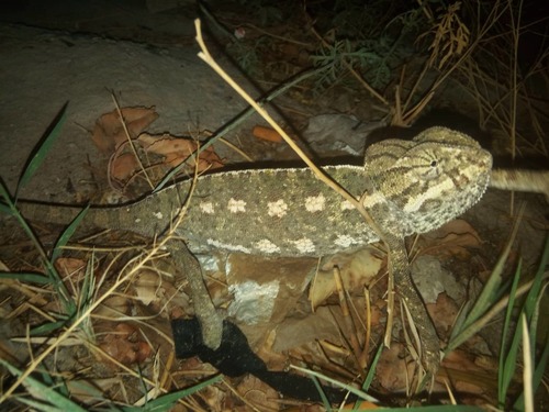 Chamaeleo chamaeleon chamaeleon