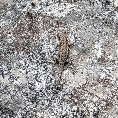 iNaturalist observation photo of Western Fence Lizard