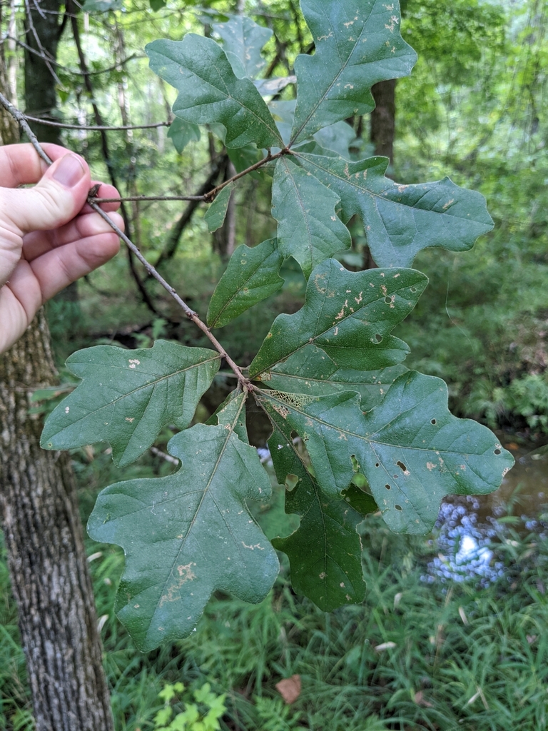 Bottomland Post Oak in July 2023 by Eric Ungberg · iNaturalist