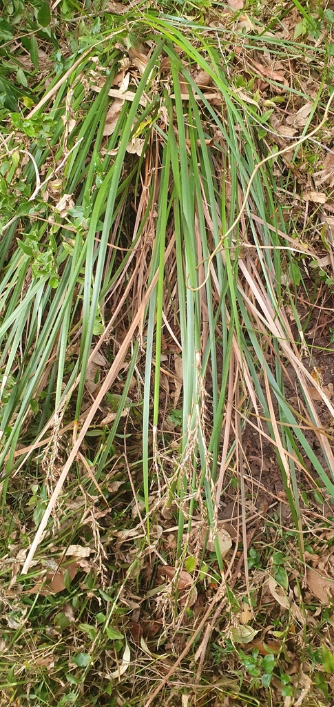 variable sword-sedge from Vaucluse NSW 2030, Australia on July 3, 2023 ...