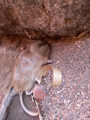 San Luis Tuco-tuco (Ctenomys pontifex) — Data Deficient Mammalia