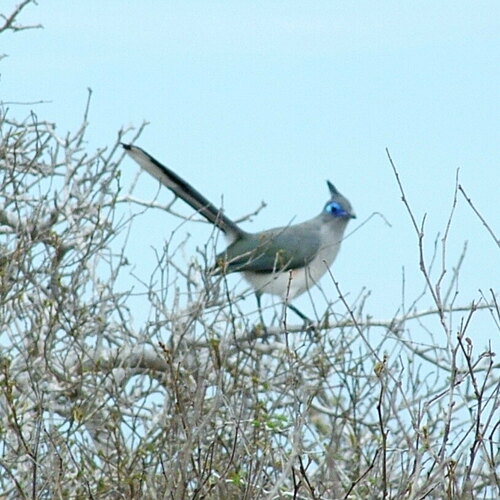 Verreaux's Coua
