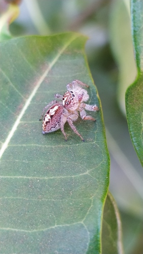 Frigga coronigera