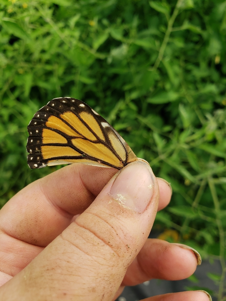 monarch-from-rise-root-farm-on-july-25-2023-at-10-58-am-by-han