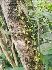 Peperomia rotundifolia image