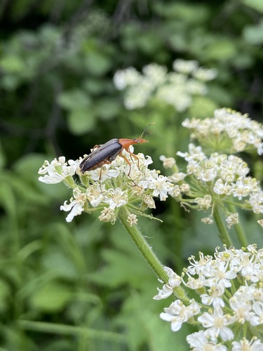 Cephaloon vandykei