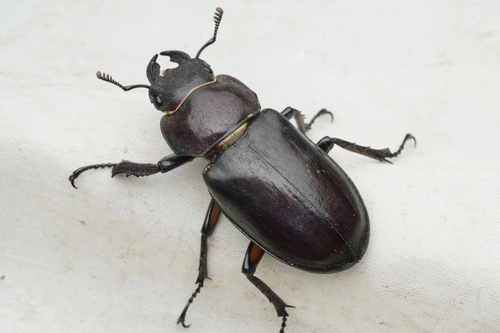 Miyama Stag Beetle