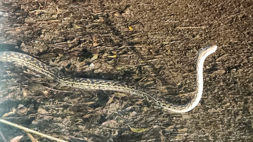 Australian Scrub Python sighting