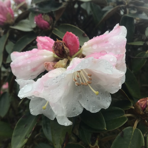 Rhododendron hyperythrum Hayata
