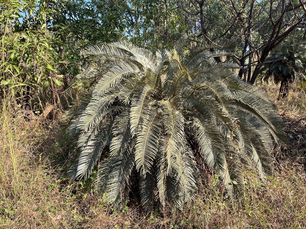 Cycas semota
