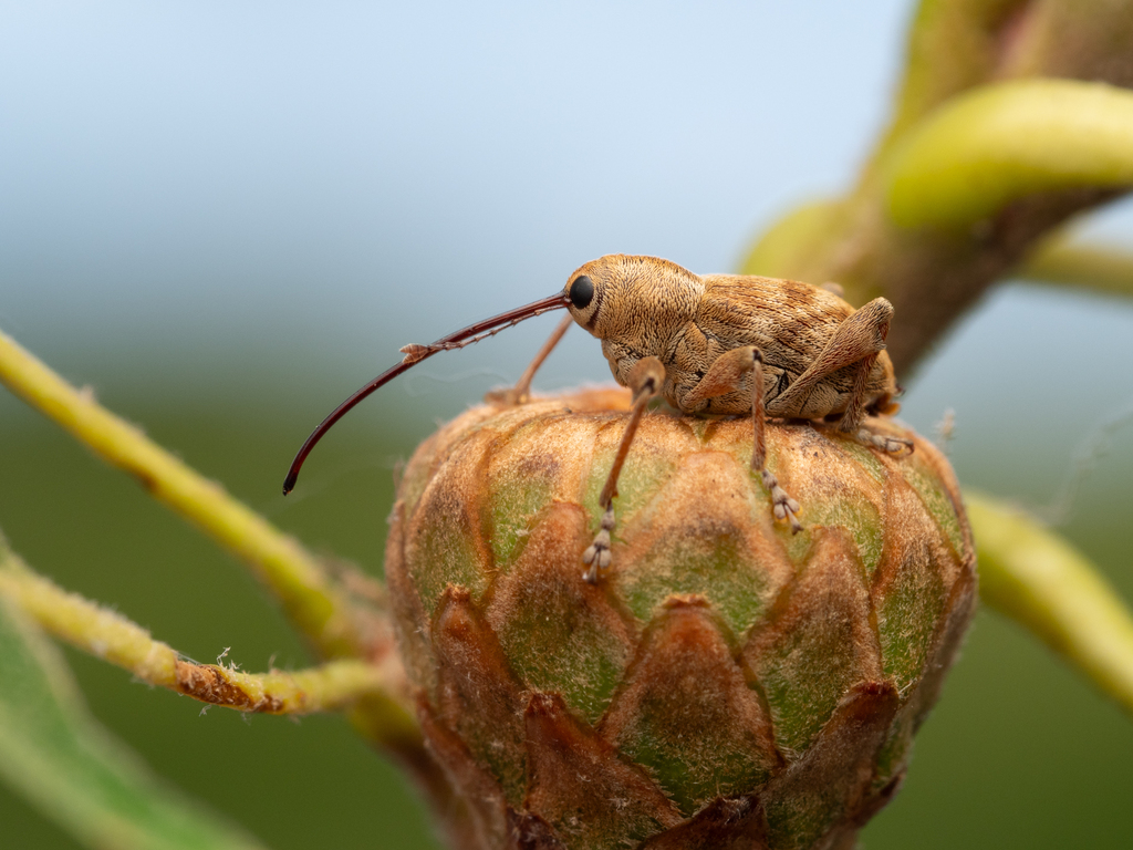 Nut and Acorn Weevils from Waukesha County, WI, USA on July 17, 2023 at ...