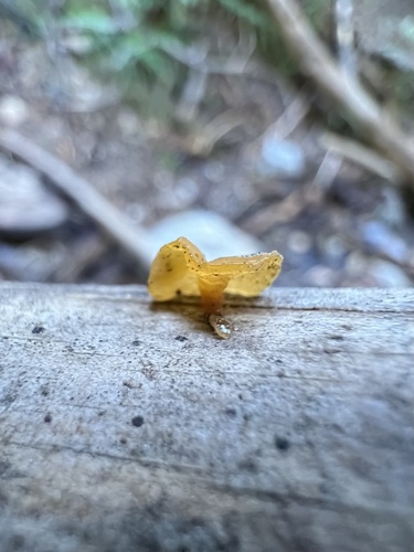 alpine jelly cone