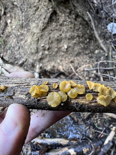 alpine jelly cone