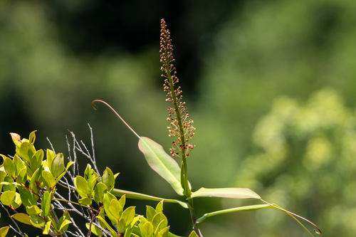 Nepenthes thai