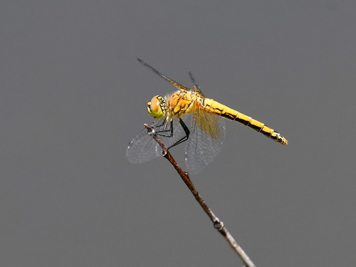 Band-winged Meadowhawk