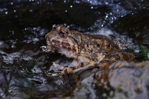 Giant Spiny Frog
