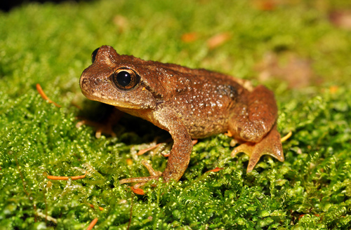 Rocky Mountain Tailed Frog