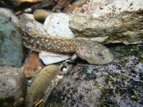 Rocky Mountain Tailed Frog