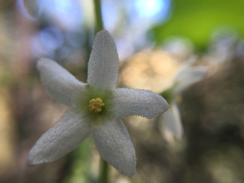 iNaturalist observation photo of Sicyoeae