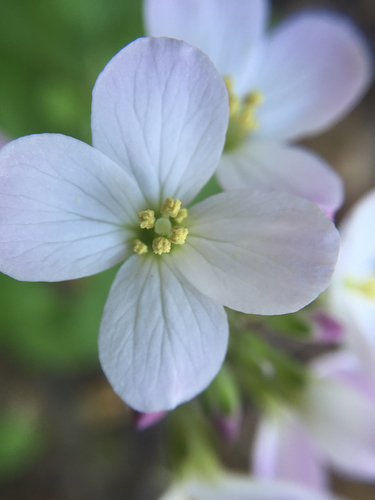 iNaturalist observation photo of milkmaids