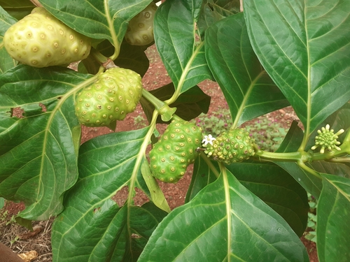 Noni