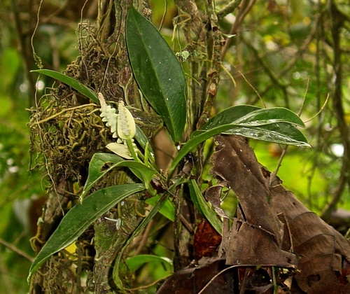 Anthurium obtusum ssp. obtusum image