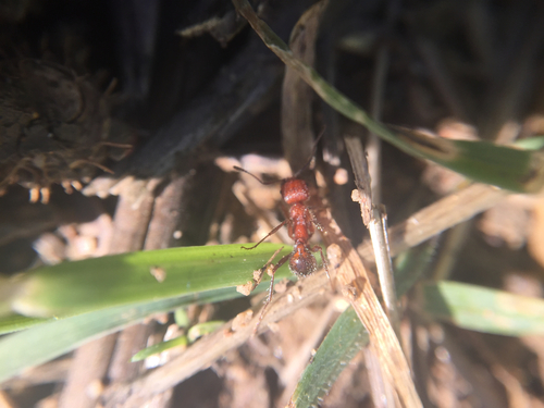 iNaturalist observation photo of Andre's Harvester Ant