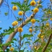 Vachellia farnesiana farnesiana - Photo (c) José Vinícius de Medeiros, todos los derechos reservados, subido por José Vinícius de Medeiros