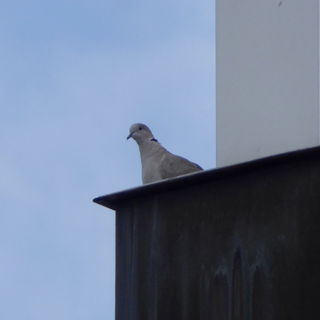 Eurasian Collared-dove In July 2023 By Yulia Ryzhik · Inaturalist