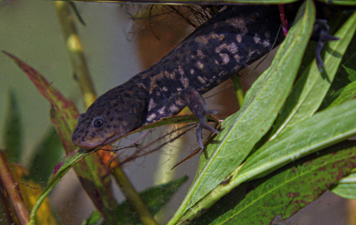 Mountain Stream Salamander